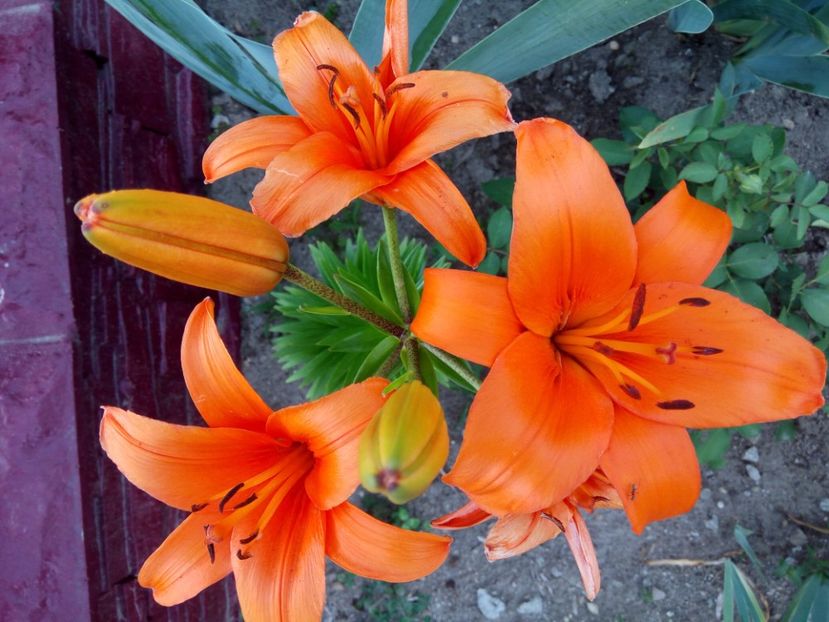 Brunello - A CRINI 2018