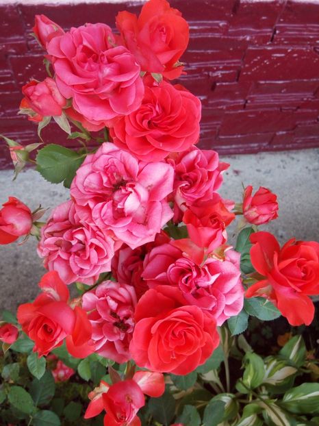  - Portocaliu - miniroza