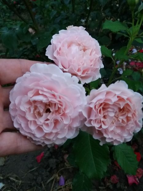  - Louise De Marillac 1