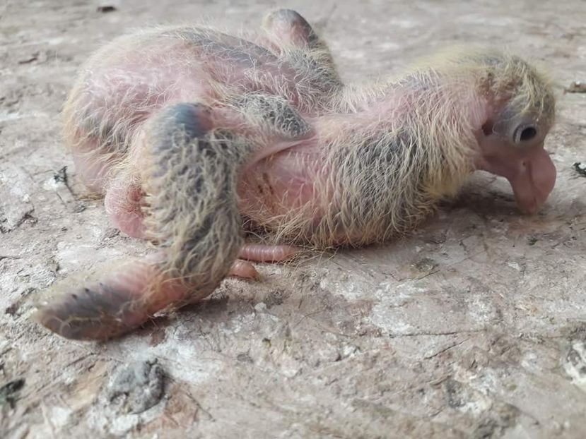 03 Agh - Tineret AGH 2018