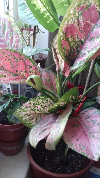  - 003-1 Aglaonema- planta intunericului