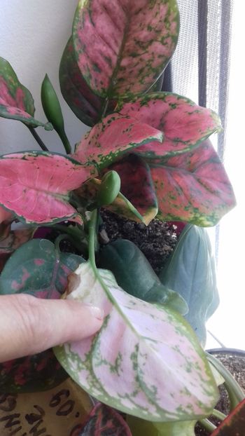cu flori - 003-1 Aglaonema- planta intunericului