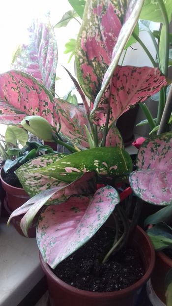 Aglaonema  "Lady Valentine" - 003-1 Aglaonema- planta intunericului