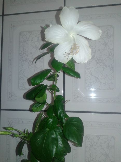  - HIBISCUS 2018