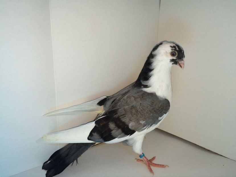 7076  2018_2 - tineret 2018