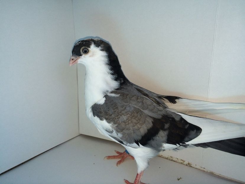 7076  2018_1 - tineret 2018