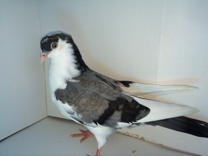 7076  2018_3 - tineret 2018