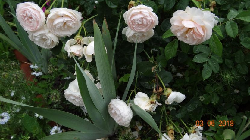 Gentle Hermione - Trandafiri iunie II