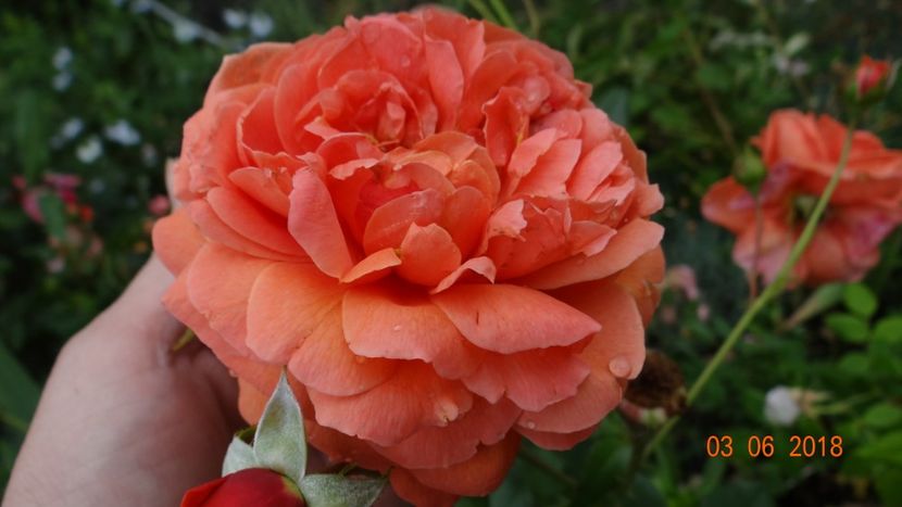 Summer Song - Trandafiri iunie II