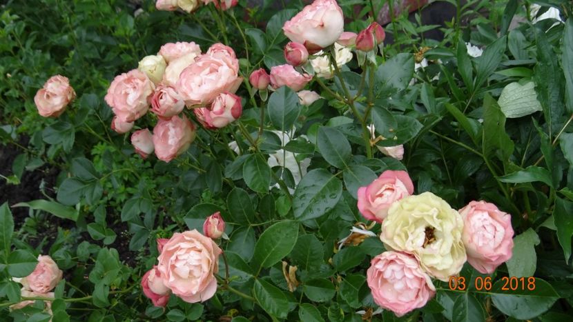 Acropolis - Trandafiri iunie II