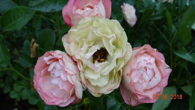  - Trandafiri iunie II