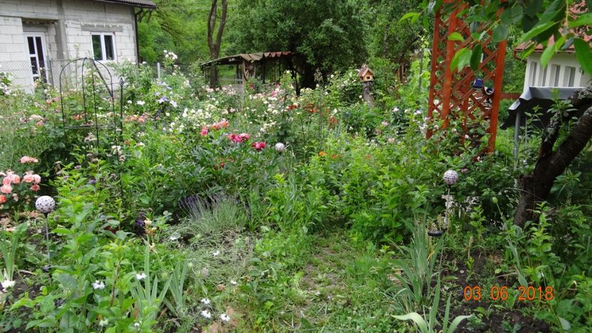  - Trandafiri iunie II