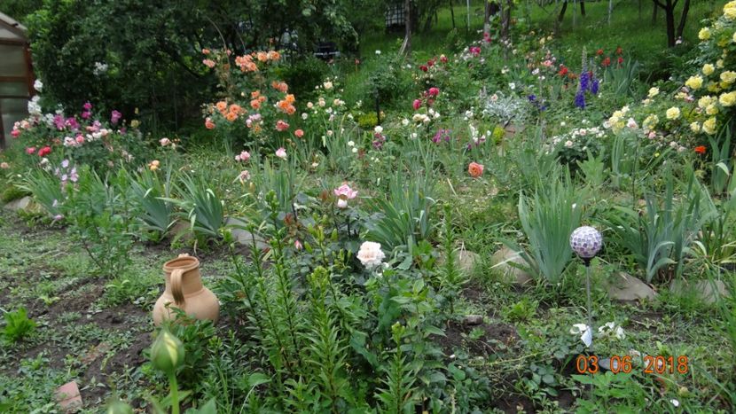  - Trandafiri iunie II