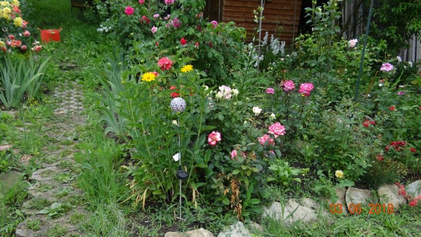  - Trandafiri iunie II