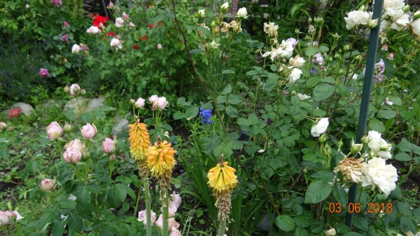  - Trandafiri iunie II