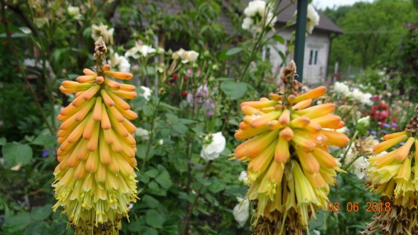  - Trandafiri iunie II