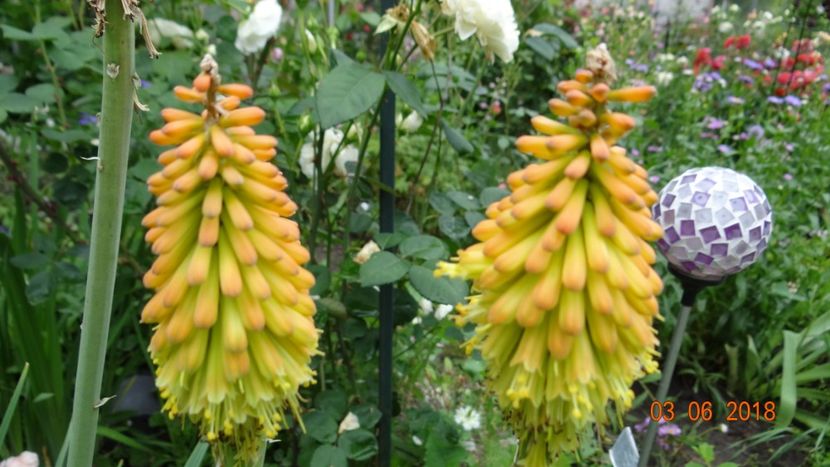  - Trandafiri iunie II