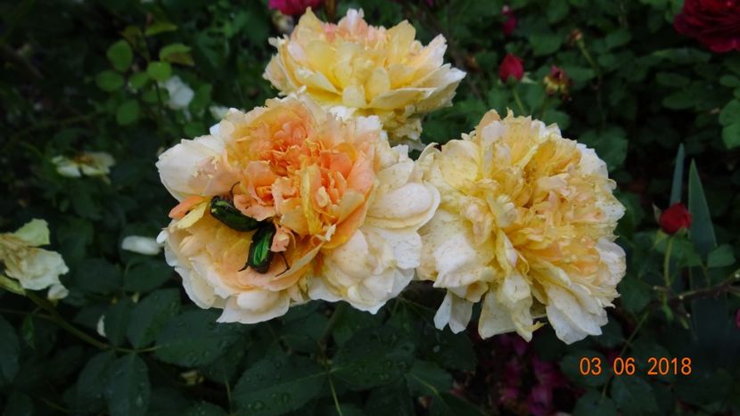 Molineaux - Trandafiri iunie II