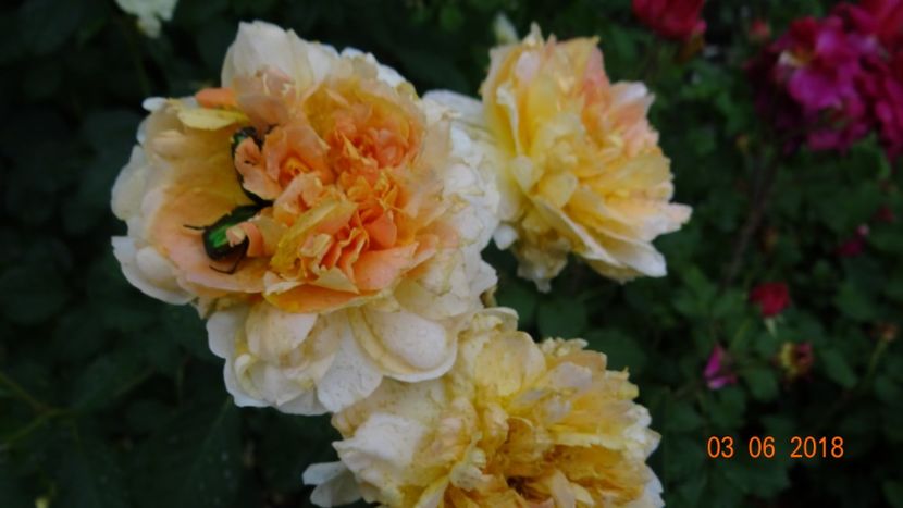  - Trandafiri iunie II