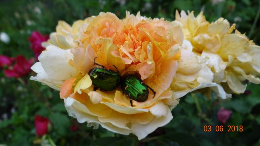  - Trandafiri iunie II