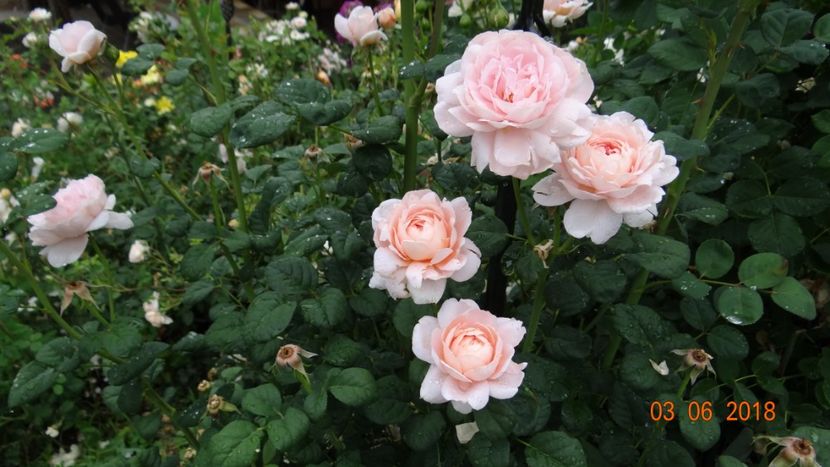 Queen of Sweden - Trandafiri iunie II