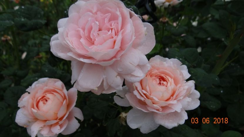  - Trandafiri iunie II