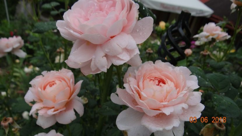  - Trandafiri iunie II