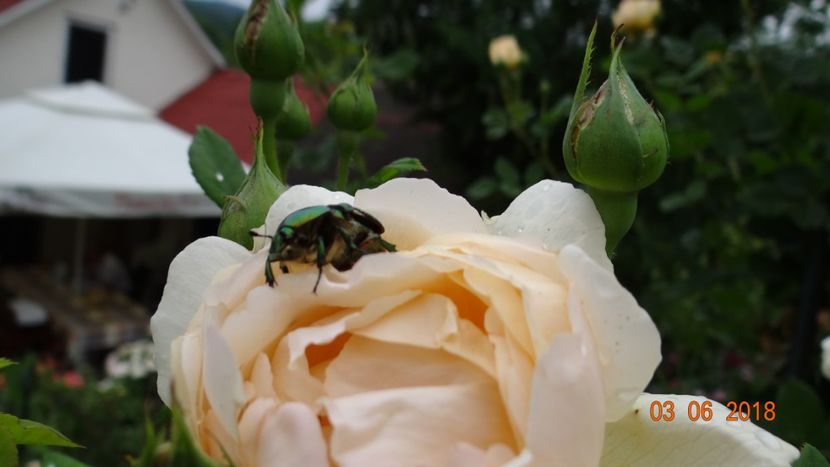  - Trandafiri iunie II