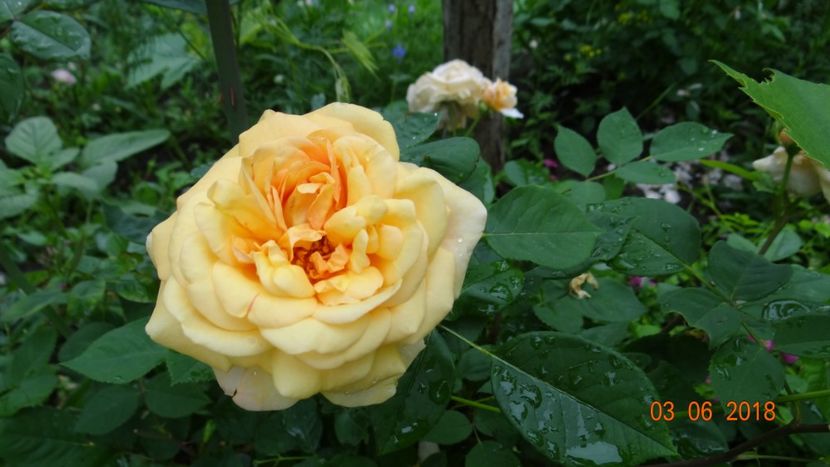  - Trandafiri iunie II