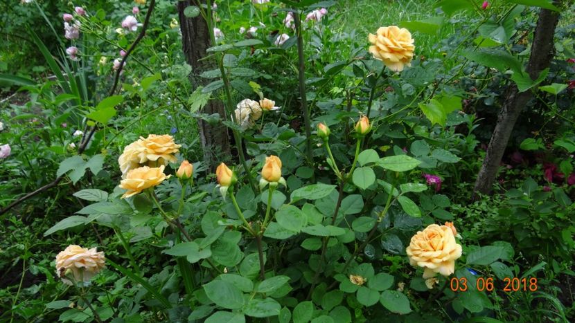 Ellen - Trandafiri iunie II