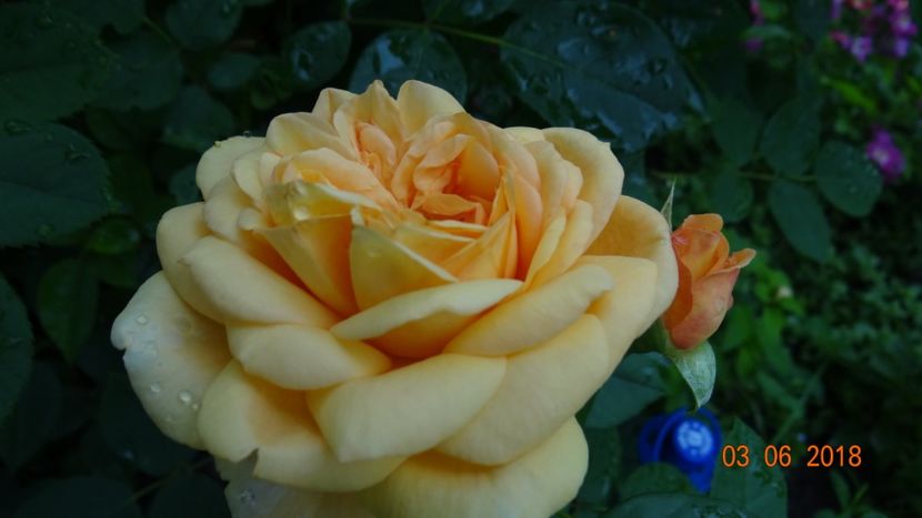  - Trandafiri iunie II