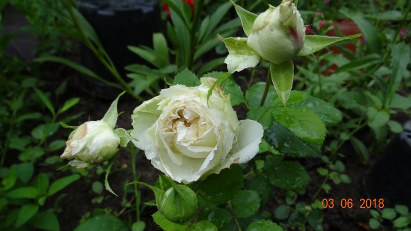  - Trandafiri iunie II