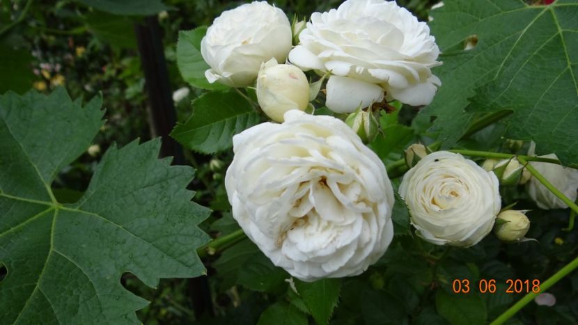  - Trandafiri iunie II