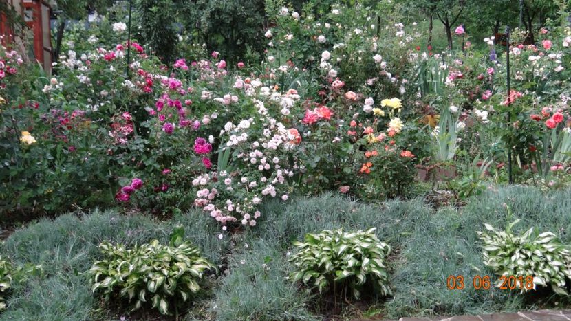  - Trandafiri iunie II