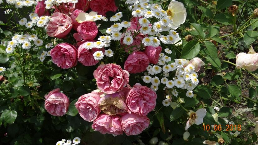  - Trandafiri iunie II