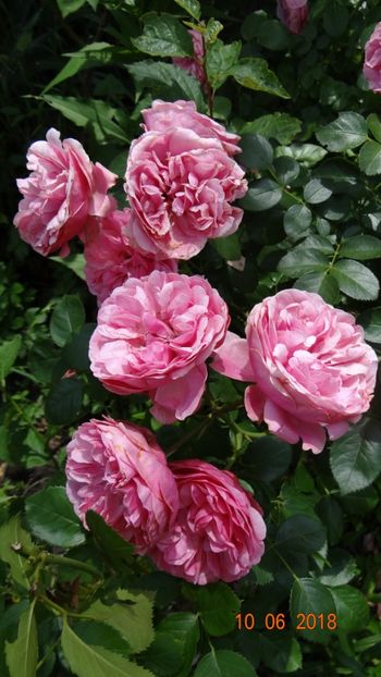  - Trandafiri iunie II