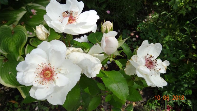  - Trandafiri iunie II