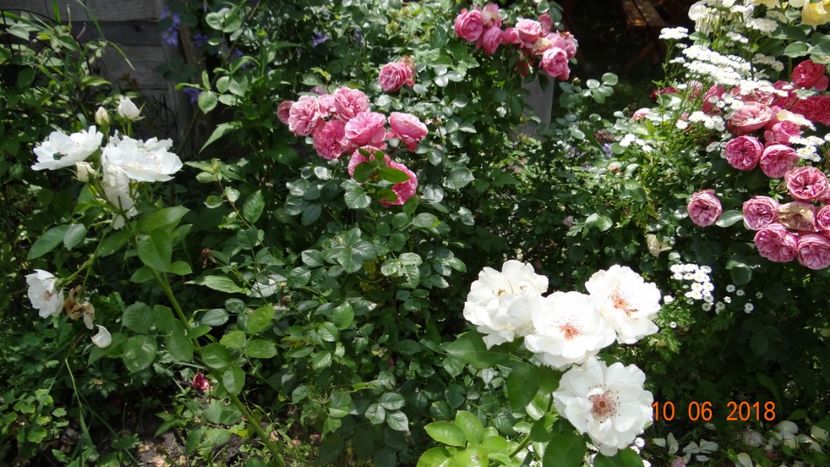  - Trandafiri iunie II