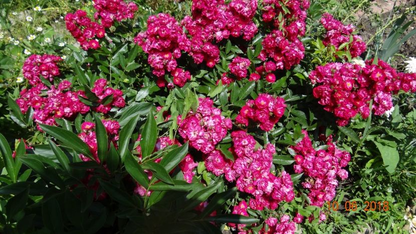  - Trandafiri iunie II