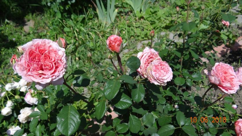 Laurent Cabrol - Trandafiri iunie II