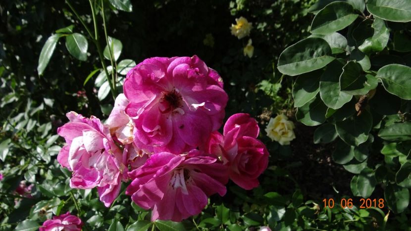  - Trandafiri iunie II
