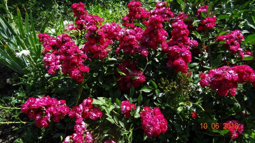  - Trandafiri iunie II