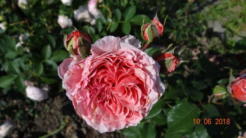  - Trandafiri iunie II