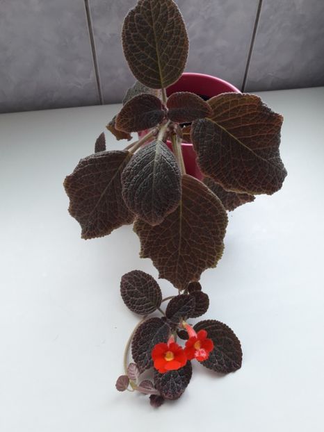 Iunie 2018 - CHOCOLATE CREAM