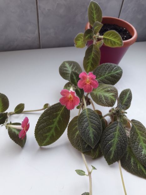 Iunie 2018 - JIM-S CANADIAN SUNSET