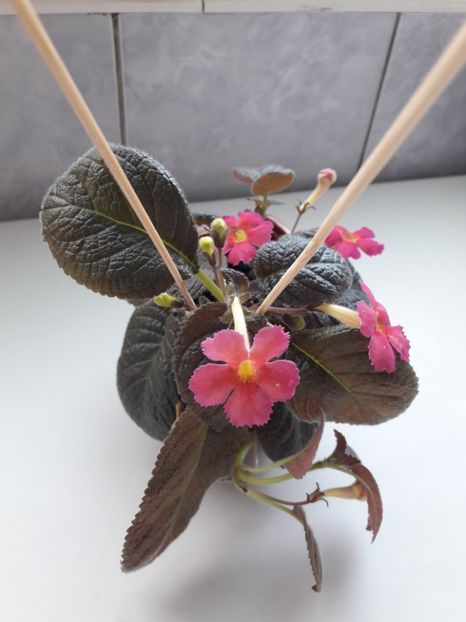 Iunie 2018 - PINKISCIA