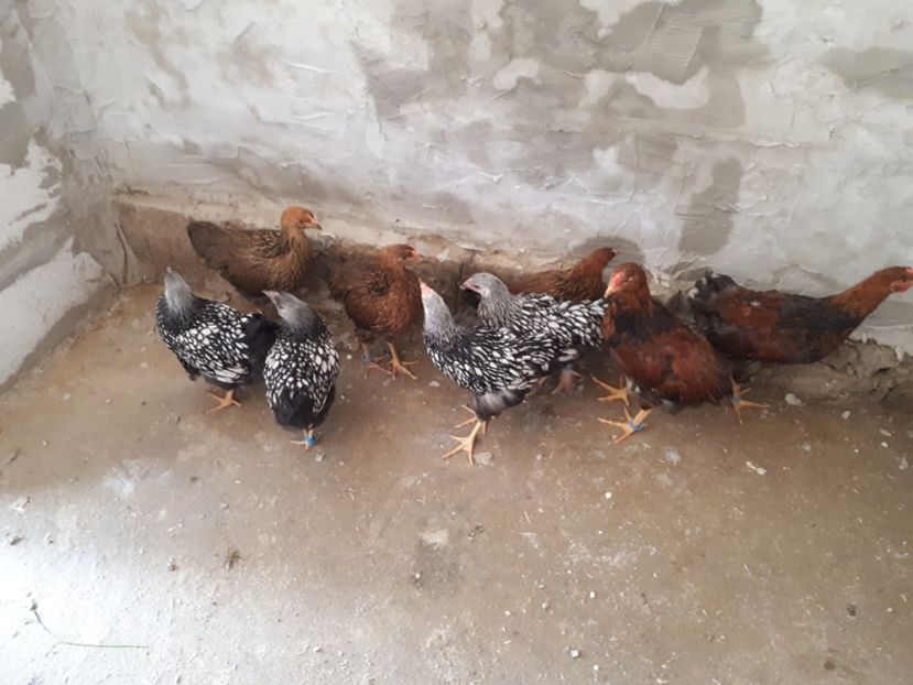  - Wyandotte argintiu