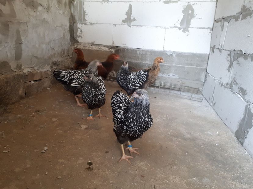  - Wyandotte argintiu