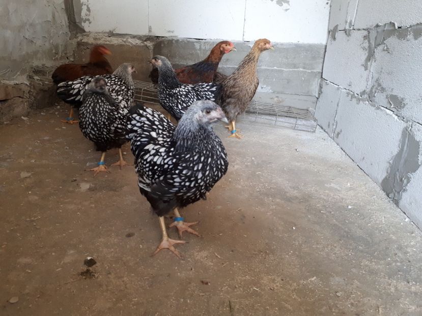  - Wyandotte argintiu