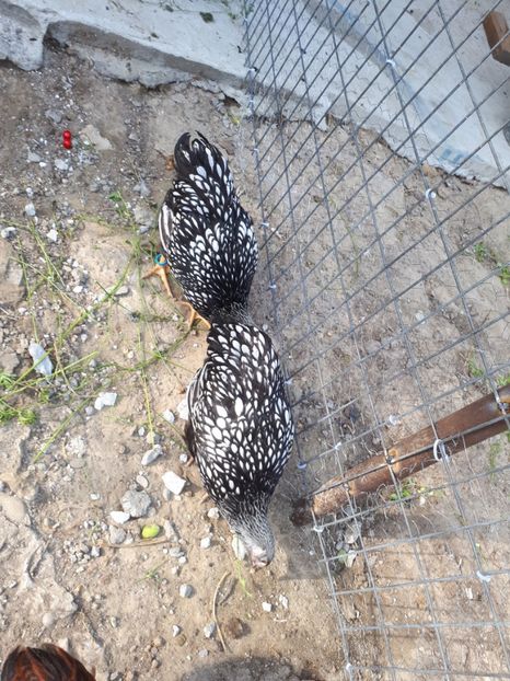  - Wyandotte argintiu